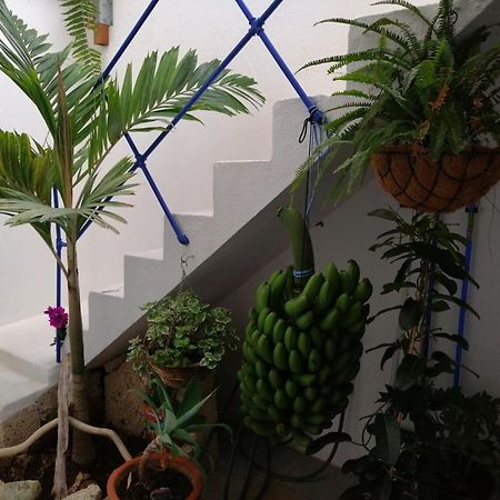 La Haciendita De La Casita Azul Пуерто де ла Крус Екстериор снимка